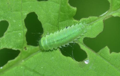 Gonioctena sp.